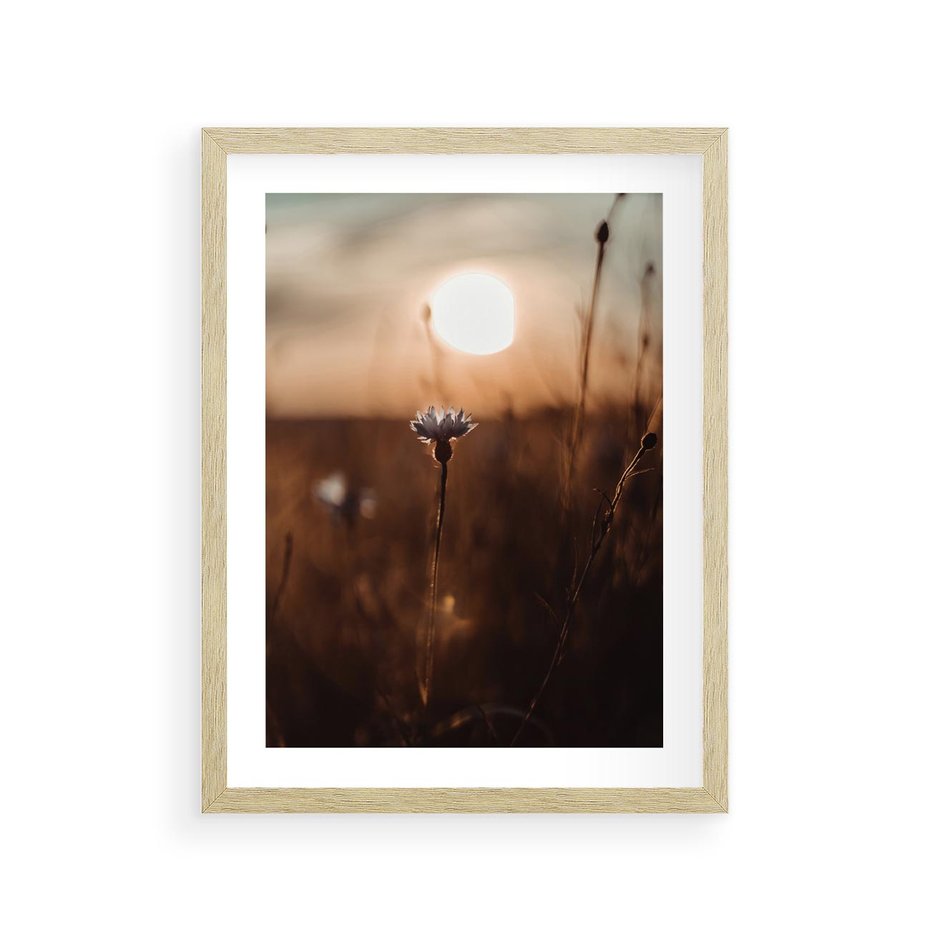Plakat w ramie 30x40 - Spokój łąki pod zachodem słońca - zachód, słońca - rama drewno