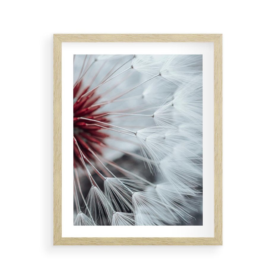 Plakat w ramie 40x50 - Makro świat dmuchawca - dmuchawiec, makro - rama drewno