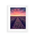 Plakat w ramie 30x40 - Różowe Niebo nad Polami - pola lawendy, zachód słońca - rama biała