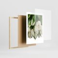 Plakat w ramie 30x40 - Białe tulipany w pełnym rozkwicie - białe, tulipany - rama drewno