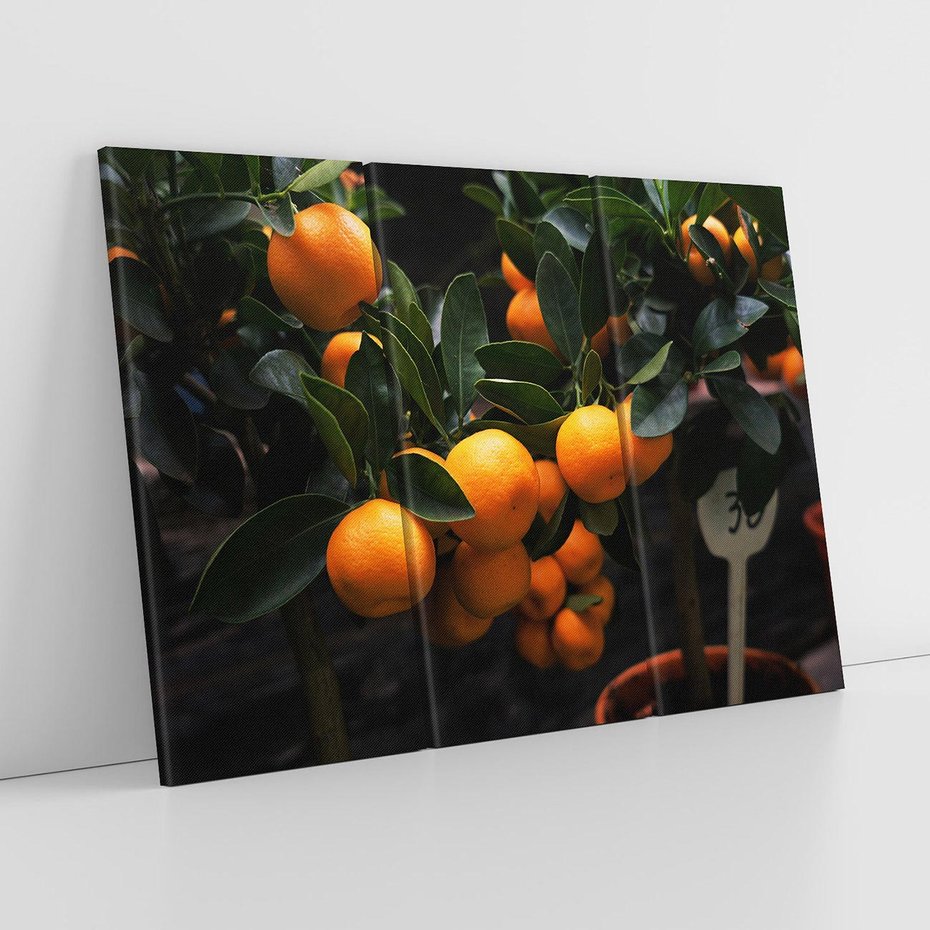 Obraz na płótnie 120x80 - Mandarynki na Drzewku - Owoce Pory Roku - mandarynki, drzewko