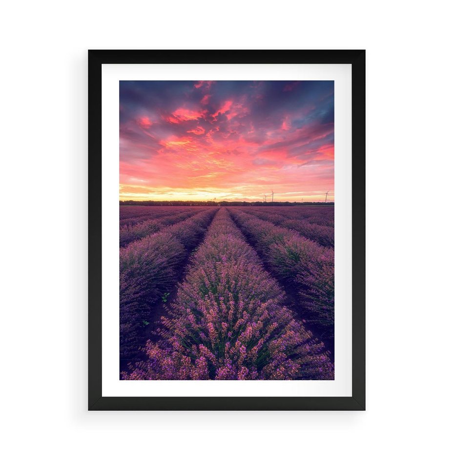 Plakat w ramie 50x70 - Różowe Niebo nad Polami - pola lawendy, zachód słońca - rama czarna
