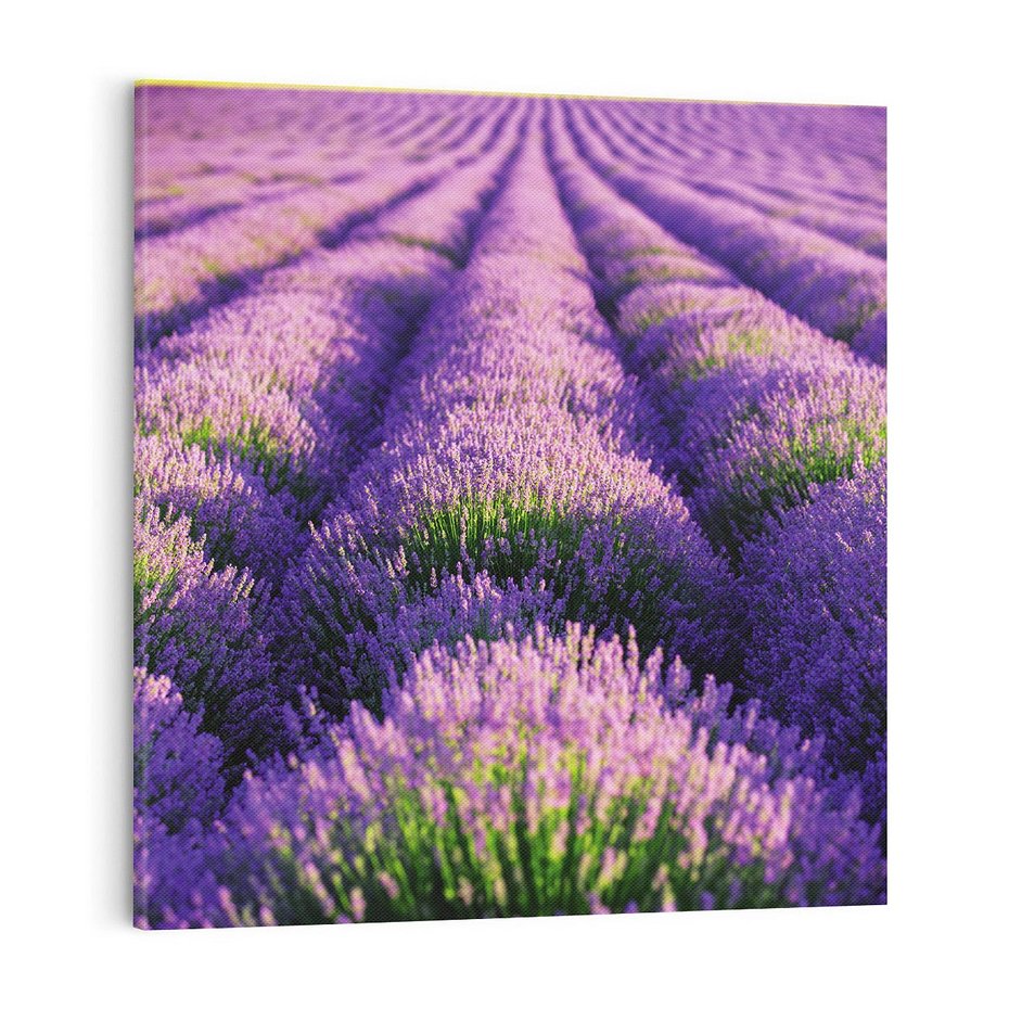 Obraz na płótnie 70x70 - Malownicze Pole Lawendy - lawenda, pole