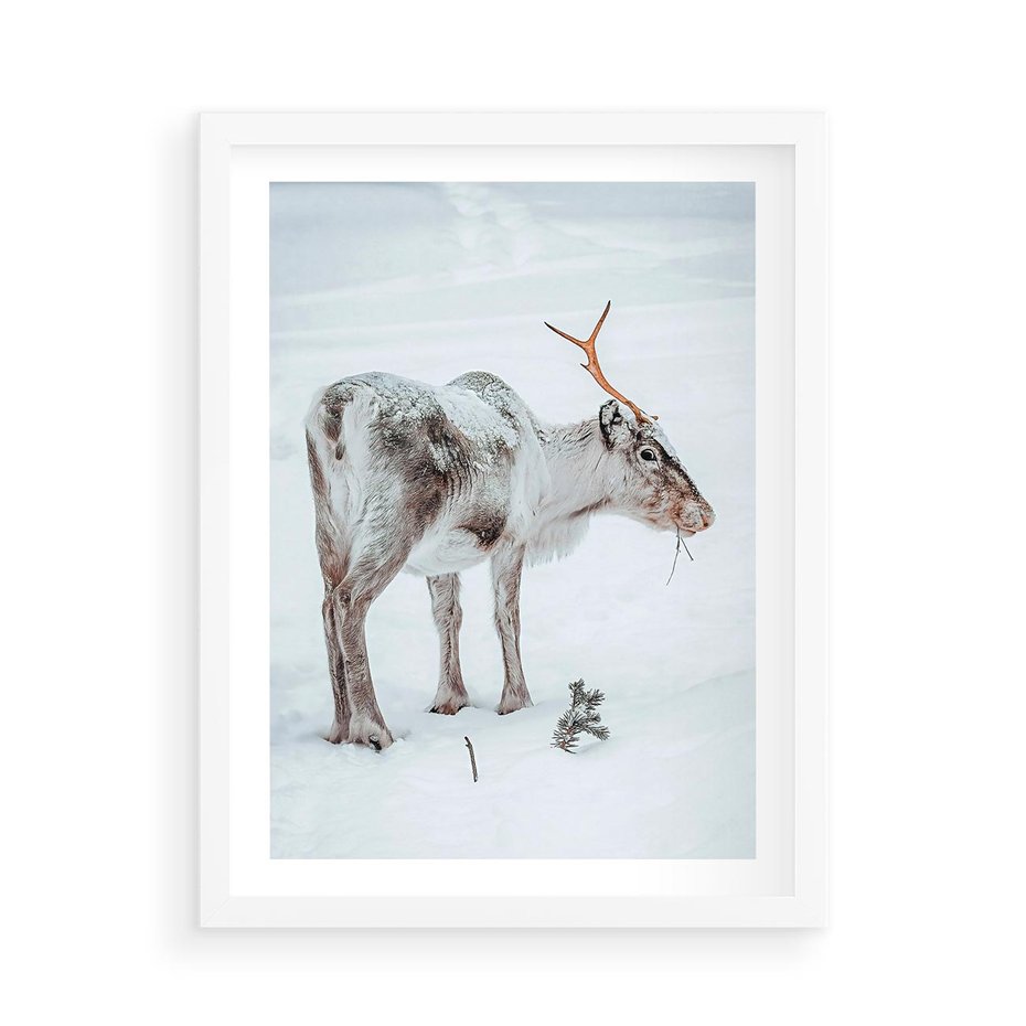 Plakat w ramie 50x70 - Magia Świąt - renifer na śniegu, śnieg - rama biała