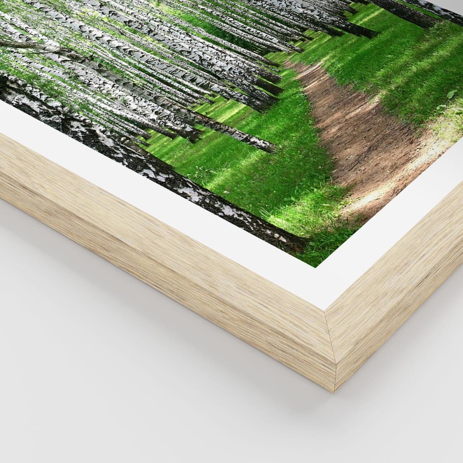 Plakat w ramie 50x70 - Bajkowy las pełen brzóz - las, brzozy - rama drewno