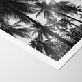 Plakat bez ramy 21x30 - Mono Tropiki - palmy, drzewa palmowe