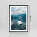 Plakat w ramie 50x70 - Łabędzi Śpiew - fotografia, plakat - rama czarna