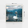 Obraz w ramie 80x80 - Łabędzi Śpiew - fotografia, plakat - rama drewno