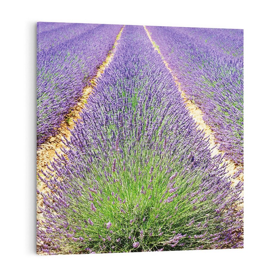 Obraz na płótnie 70x70 - Lawendowy kwiat - lawenda, kwiat