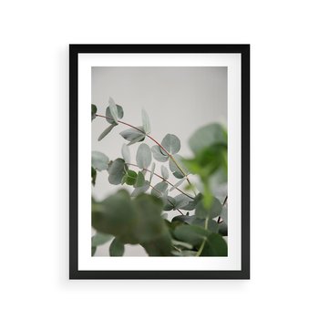 Plakat w ramie 40x50 - Liście eukaliptusa w naturze - eukaliptus, liście - rama czarna