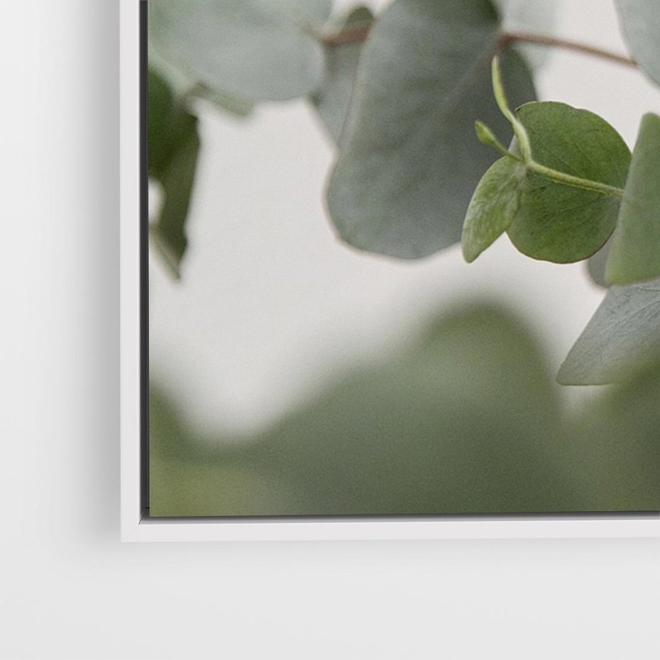 Obraz w ramie 120x80 - Liście eukaliptusa w naturze - eukaliptus, liście - rama biała
