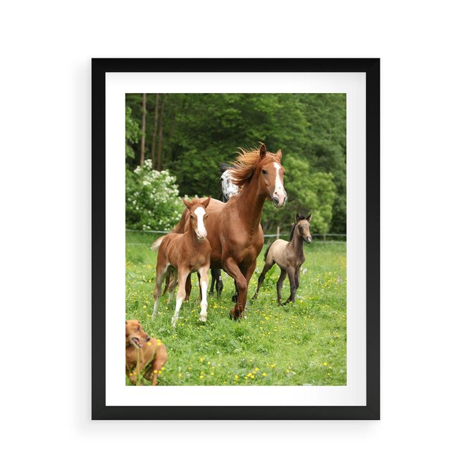 Plakat w ramie 40x50 - Galopujące konie - konie, galop - rama czarna