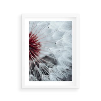 Plakat w ramie 50x70 - Makro świat dmuchawca - dmuchawiec, makro - rama biała
