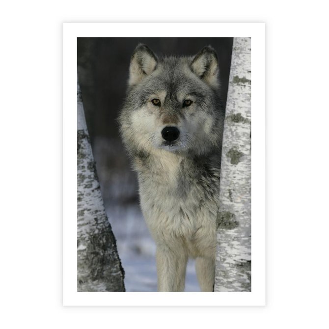 Plakat bez ramy 21x30 - Wilk w Zimowym Lesie - wilk, las