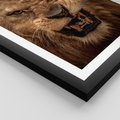 Plakat w ramie 30x40 - Władca Sawanny - lew, sawanna - rama czarna