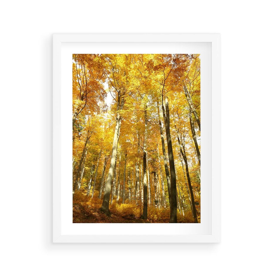 Plakat w ramie 40x50 - Jesienny Las - Kolorowa Paleta Natury - jesień, drzewa - rama biała