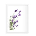 Plakat w ramie 50x70 - Delikatny Urok - lawenda, kwiaty - rama biała