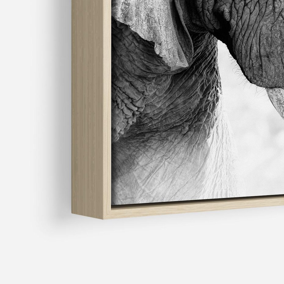 Obraz w ramie 70x50 - Spotkanie Mądrości - fotografia czarno biała, dwa słonie - rama drewno