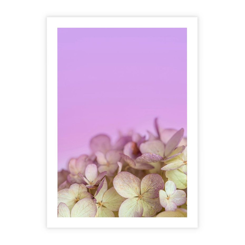 Plakat bez ramy 30x40 - Kwiatowa Uroda - kwiaty, hortensje