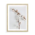 Plakat w ramie 50x70 - Gałęzie Bawełny na Białym Tle - gałęzie bawełny na białym tle, minimalizm - rama drewno