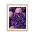 Plakat w ramie 40x50 - Fioletowa hortensja - kwiaty, hortensja - rama drewno