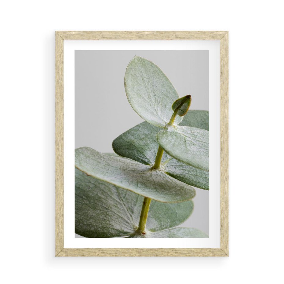 Plakat w ramie 50x70 - Eukaliptusowa zieleń - eukaliptus, zielone - rama drewno