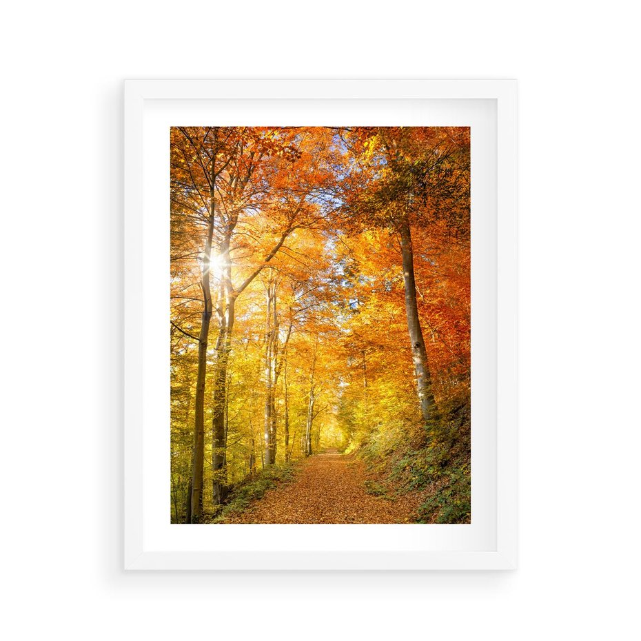 Plakat w ramie 40x50 - Złote barwy jesiennego lasu - las, jesień - rama biała