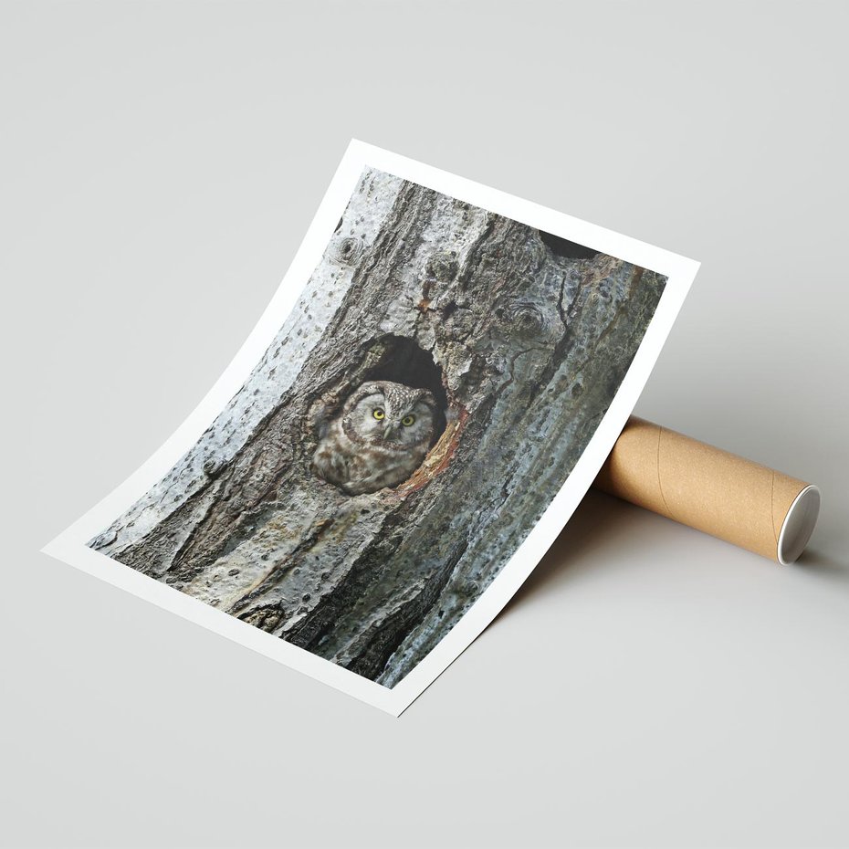 Plakat bez ramy 21x30 - Tajemniczy W świecie Nocy - sowa, dziupla