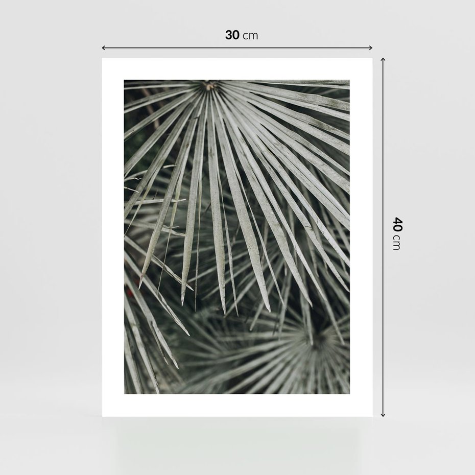 Plakat bez ramy 30x40 - Ujęcie Tropikalnej Natury - palmy, liście palmy