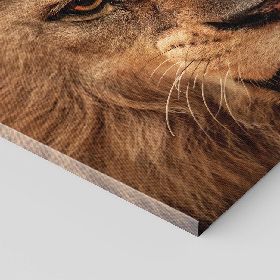 Obraz na płótnie 120x80 - Władca Sawanny - lew, sawanna