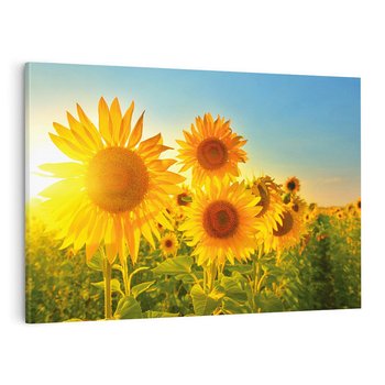 Obraz na płótnie 70x50 - kolorowe promienie - słoneczniki, kwiaty