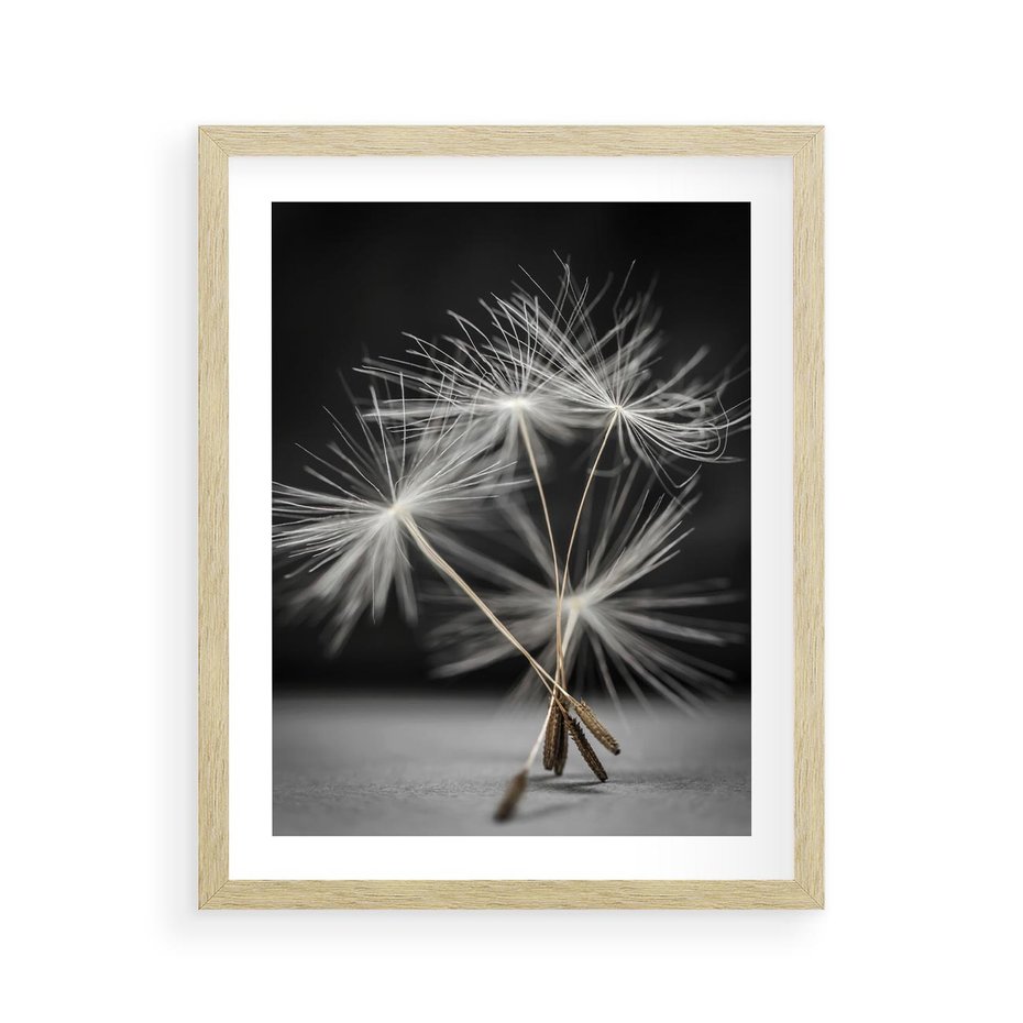 Plakat w ramie 40x50 - Delikatność dmuchawców zbliżenie - dmuchawce, zbliżenie - rama drewno