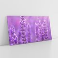 Obraz na płótnie 100x50 - Fioletowa harmonia lawendy - lawenda, fiolet