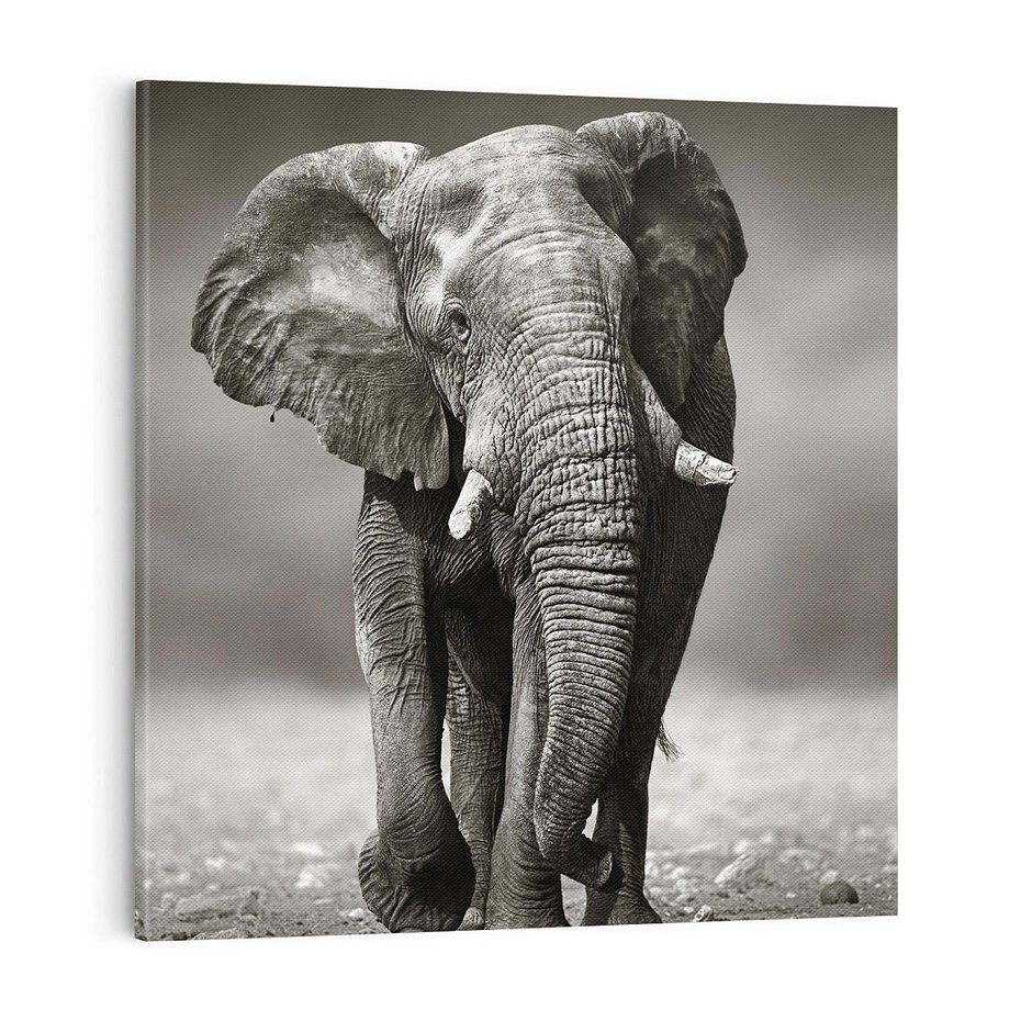 Obraz na płótnie 50x50 - Majestatyczny słoń Afryki - słoń, Afryka