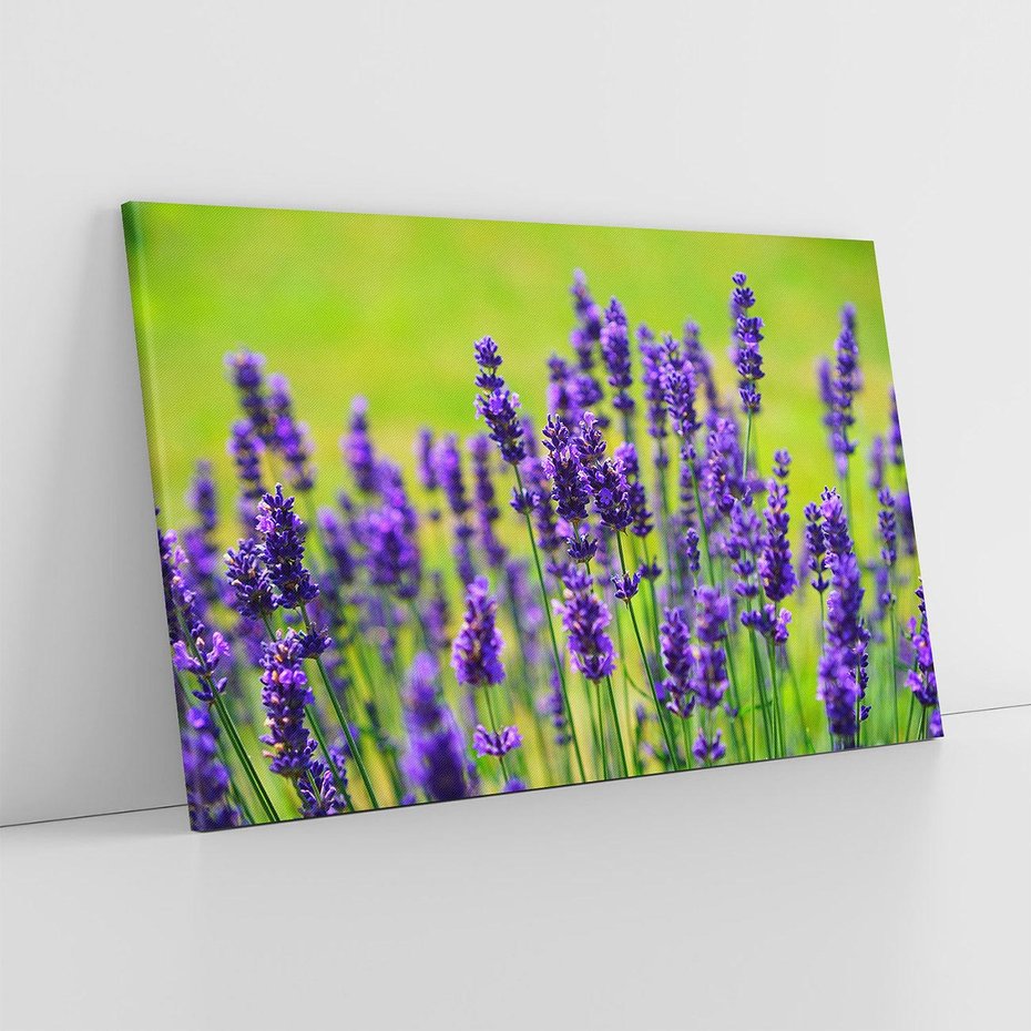 Obraz na płótnie 70x50 - Lawenda w naturze - lawenda, kwiaty