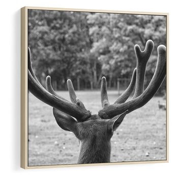 Obraz w ramie 50x50 - Przygubione motyle marzeń - fotografia czarno biała, młody jeleń w zagrodzie - rama drewno