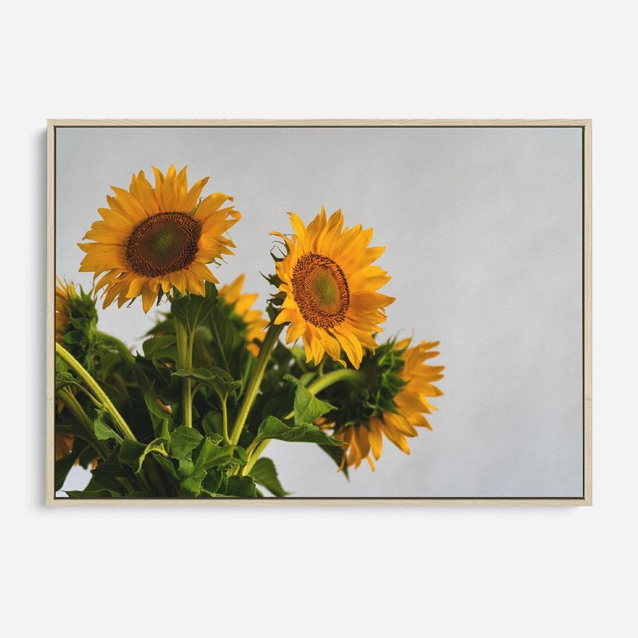 Obraz w ramie 70x50 - Słoneczna Radość - fotografia, żółte słoneczniki - rama drewno