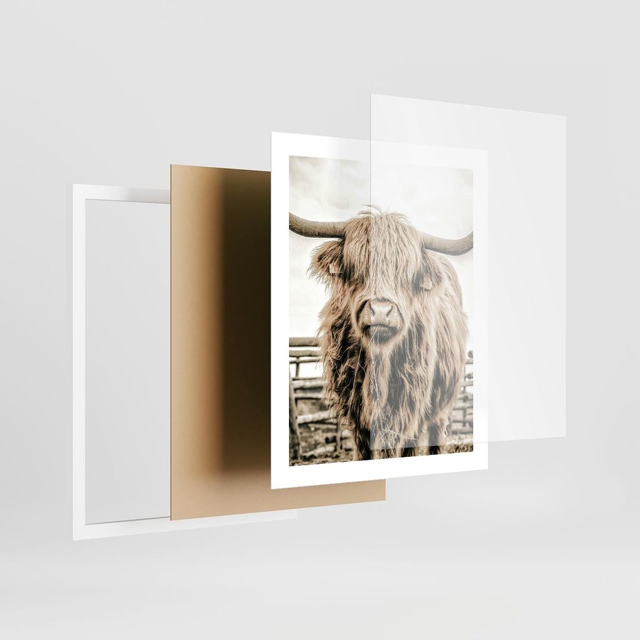 Plakat w ramie 40x50 - Klimat Wiejskiego Życia - amerykańska krowa, byk - rama biała