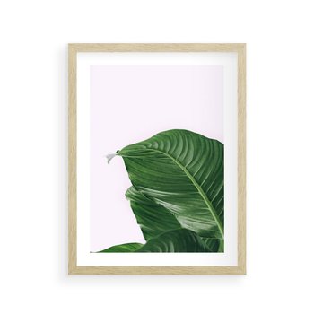 Plakat w ramie 50x70 - Zielone liście monstery - liście, monstera - rama drewno
