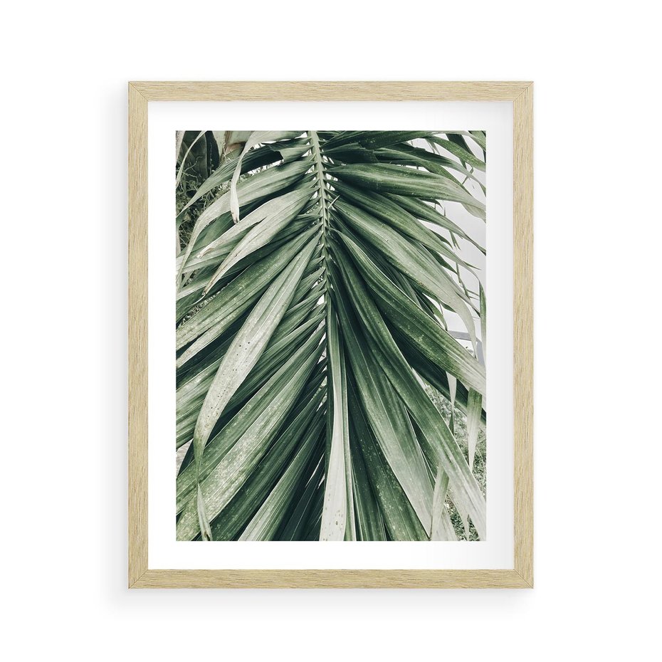 Plakat w ramie 40x50 - Spokojna Piękność Palmowych Liści - palma, liście palmy - rama drewno