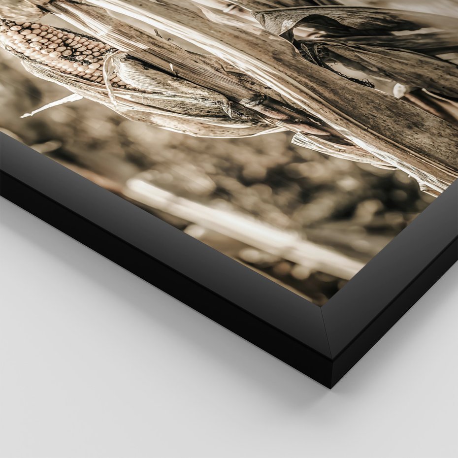 Zestaw obrazy w ramie 50x70 galeria - Sepia, kukurydza, pole - rama czarna