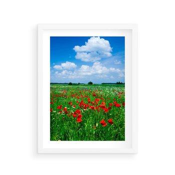 Plakat w ramie 50x70 - Kolorowa łąka pełna maku - łąka, maki - rama biała