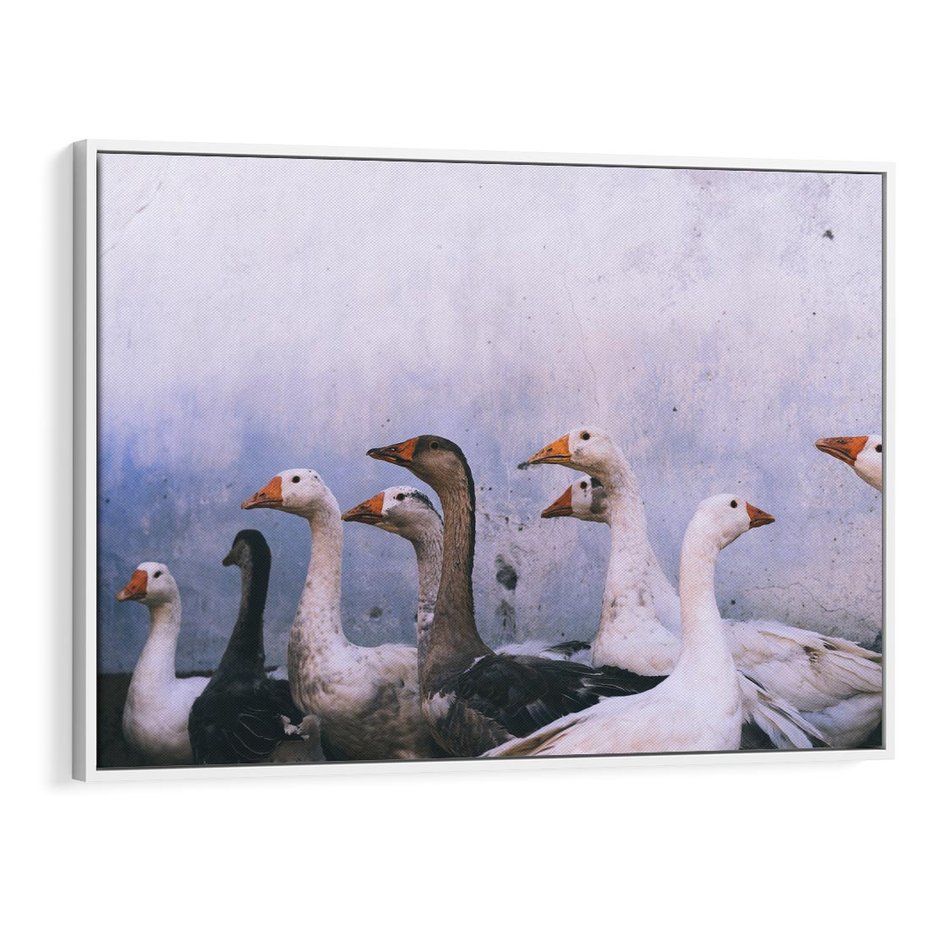 Obraz w ramie 100x70 - Spotkanie Wśród Piór - uchwycony moment, fotografia - rama biała