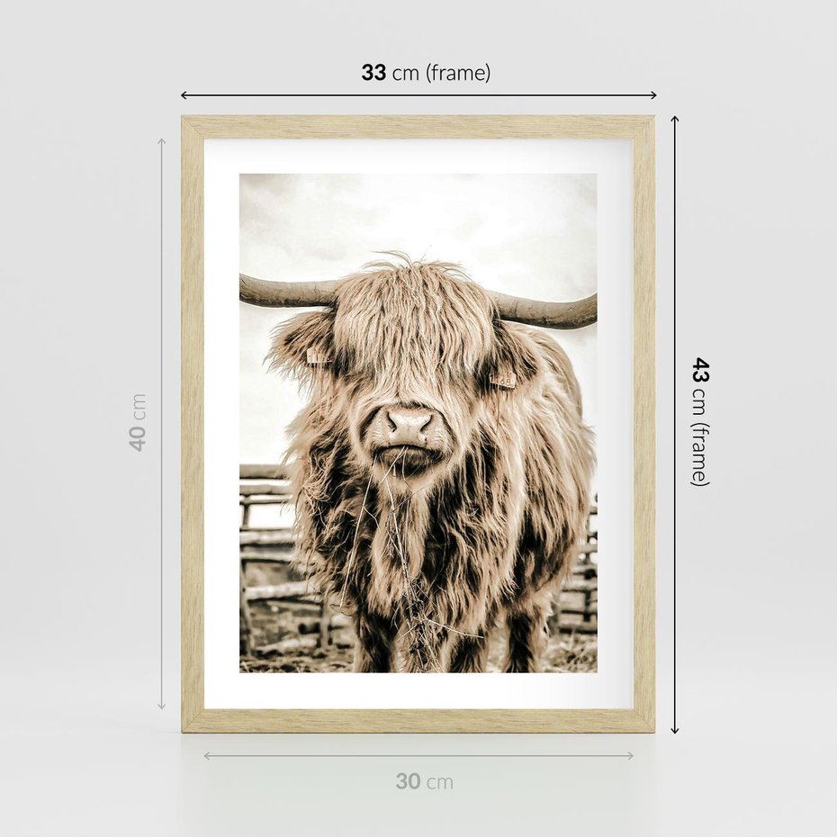 Plakat w ramie 30x40 - Klimat Wiejskiego Życia - amerykańska krowa, byk - rama drewno