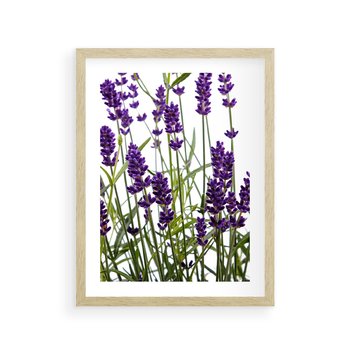 Plakat w ramie 30x40 - Fioletowa harmonia lawendy - lawenda, fiolet - rama drewno
