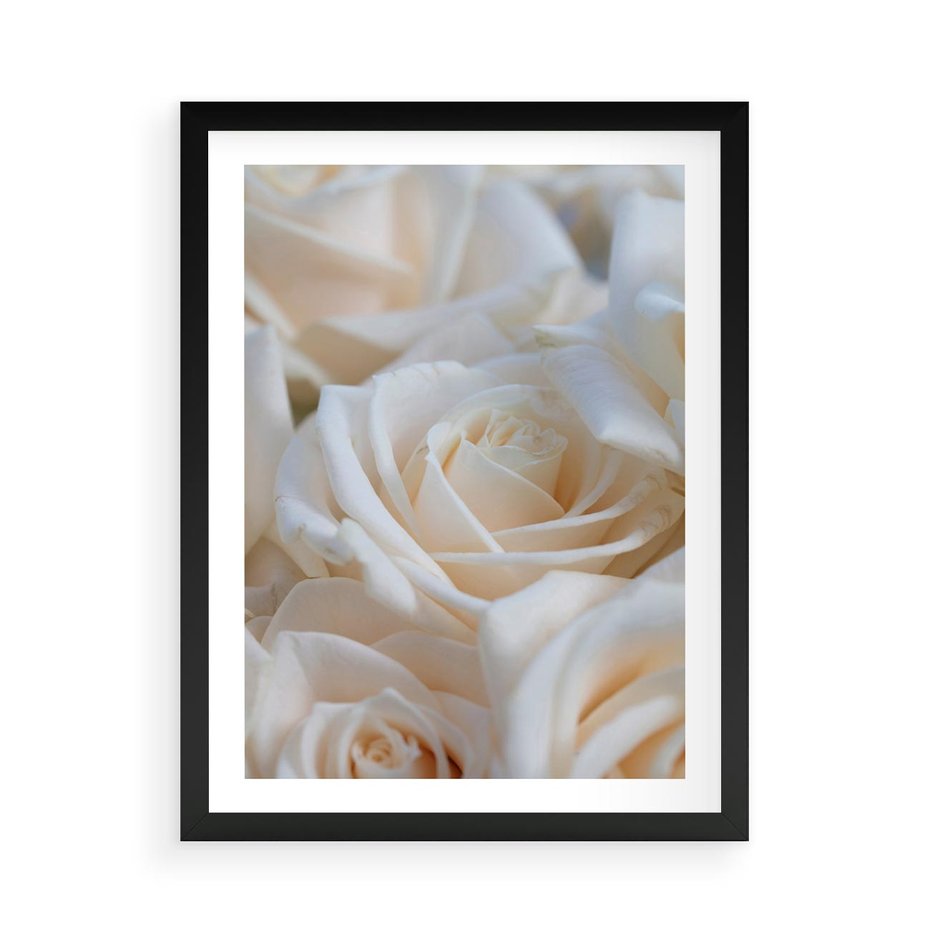 Plakat w ramie 50x70 - Białe róże piękności - białe, róże - rama czarna