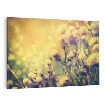 Obraz na płótnie 70x50 - Natura w pełnym rozkwicie - łąka, natura