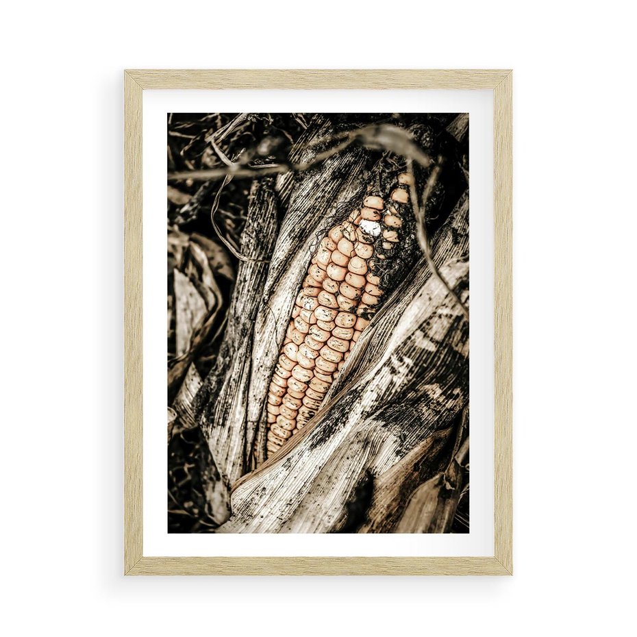 Plakat w ramie 50x70 - Kukurydza w Jesiennej Scenie - kukurydza, jesień - rama drewno