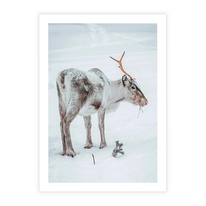 Plakat bez ramy 21x30 - Magia Świąt - renifer na śniegu, śnieg