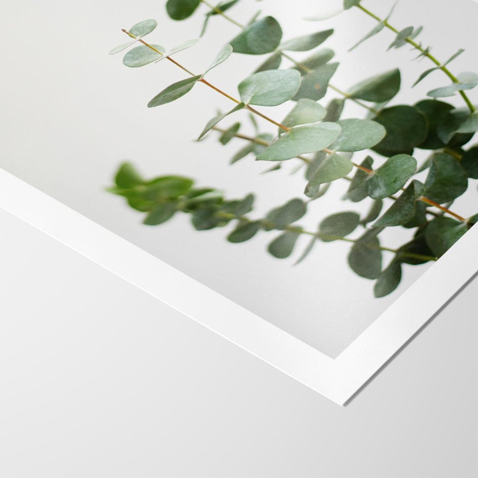 Plakat bez ramy 21x30 - Żywa eukaliptusowa zieleń - eukaliptus, zielone